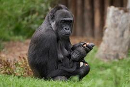 Startschuss für „Artenschutzzentrum Affenpark“ im Krefelder Zoo rückt näher