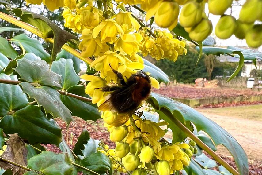 Natur in Viersen erwacht frühzeitig aus der Winterruhe