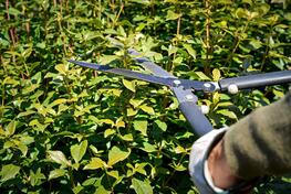 Rechtzeitig zur Heckenschere greifen: Ab März 2026 gilt Fäll- und Schnittverbot